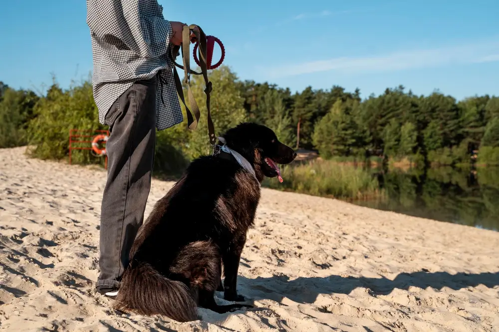 Man walking a black dog on a leash on a sandy beach.