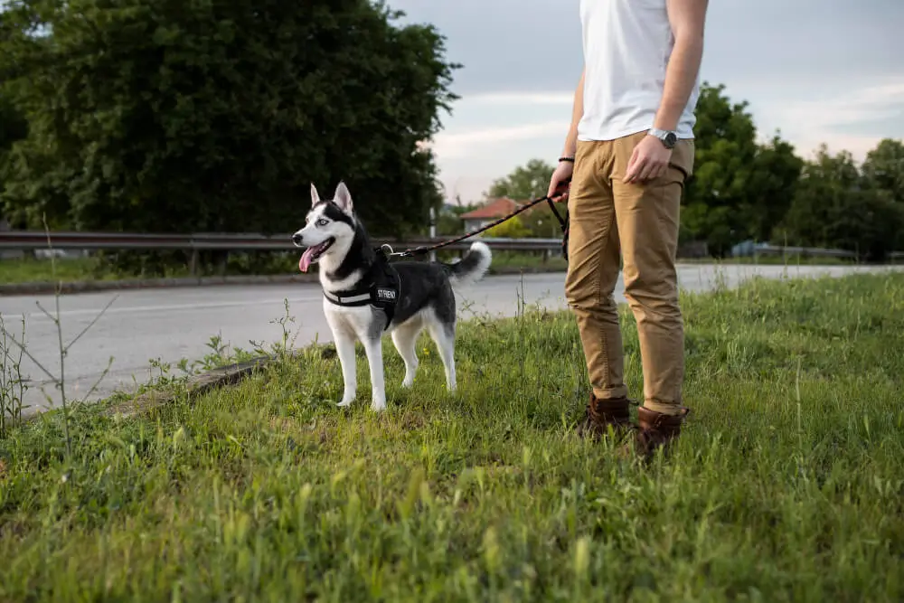 A young man walking a Siberian Husky on a leash along a grassy roadside.